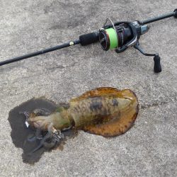 エギング＆穴釣り